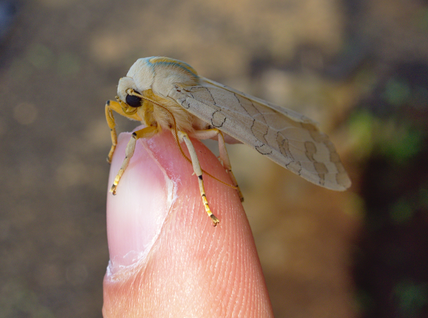 If you outlaw banded tussock moths only outlaws will have contrabanded tussock moths_20200624.jpg